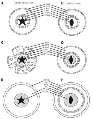 Early Kiwifruit Decline: A Soil-Borne Disease Syndrome or a Climate Change Effect on Plant–Soil Relations?